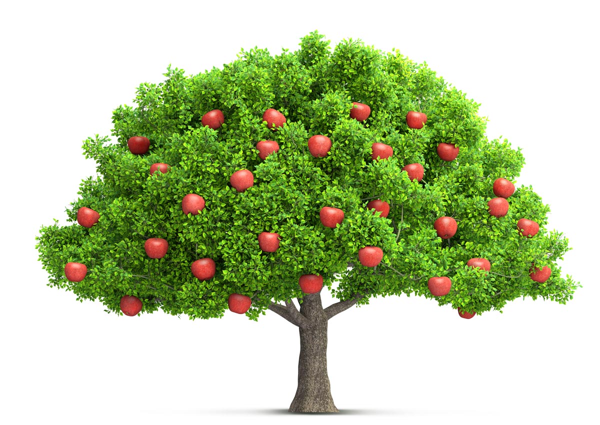Ana Fruit / Ana Meyve Tarım Ticaret Ltd. Şti.