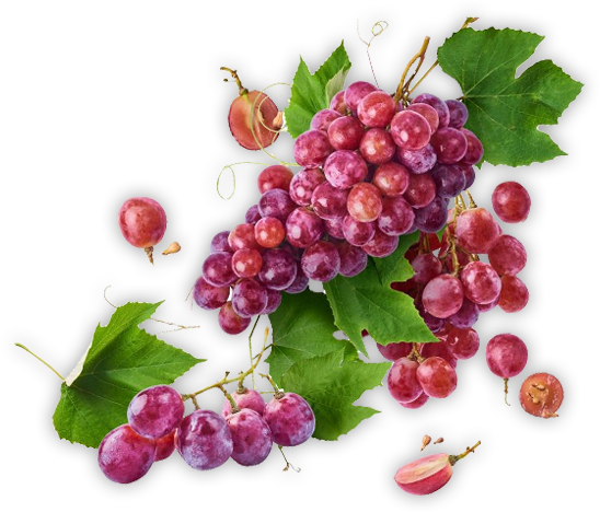 West Fruit Dış Ticaret Ltd. Şti.