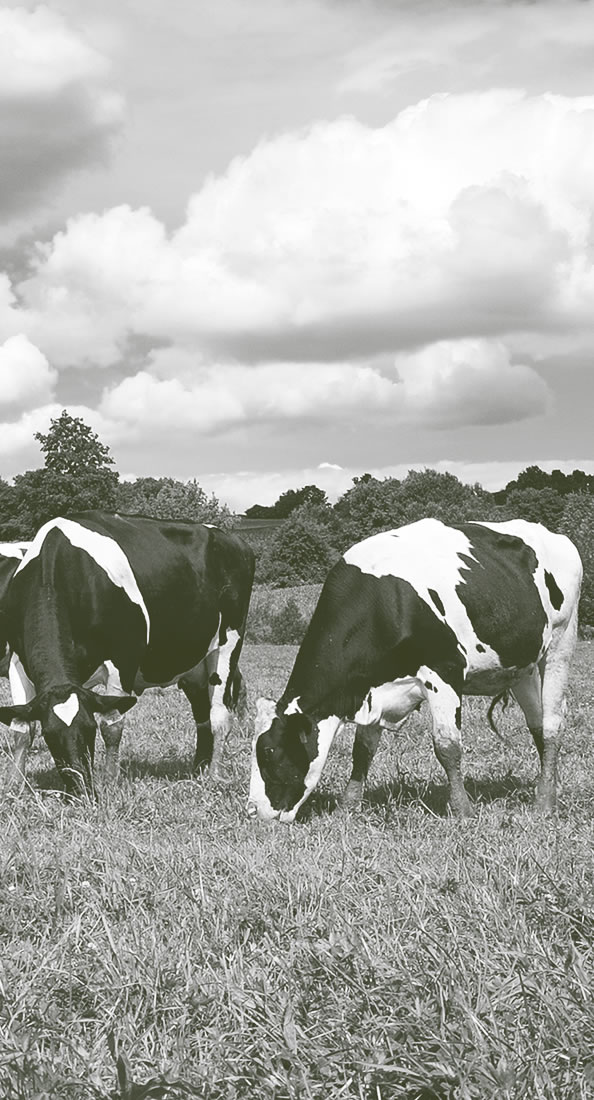OSM Tohumculuk